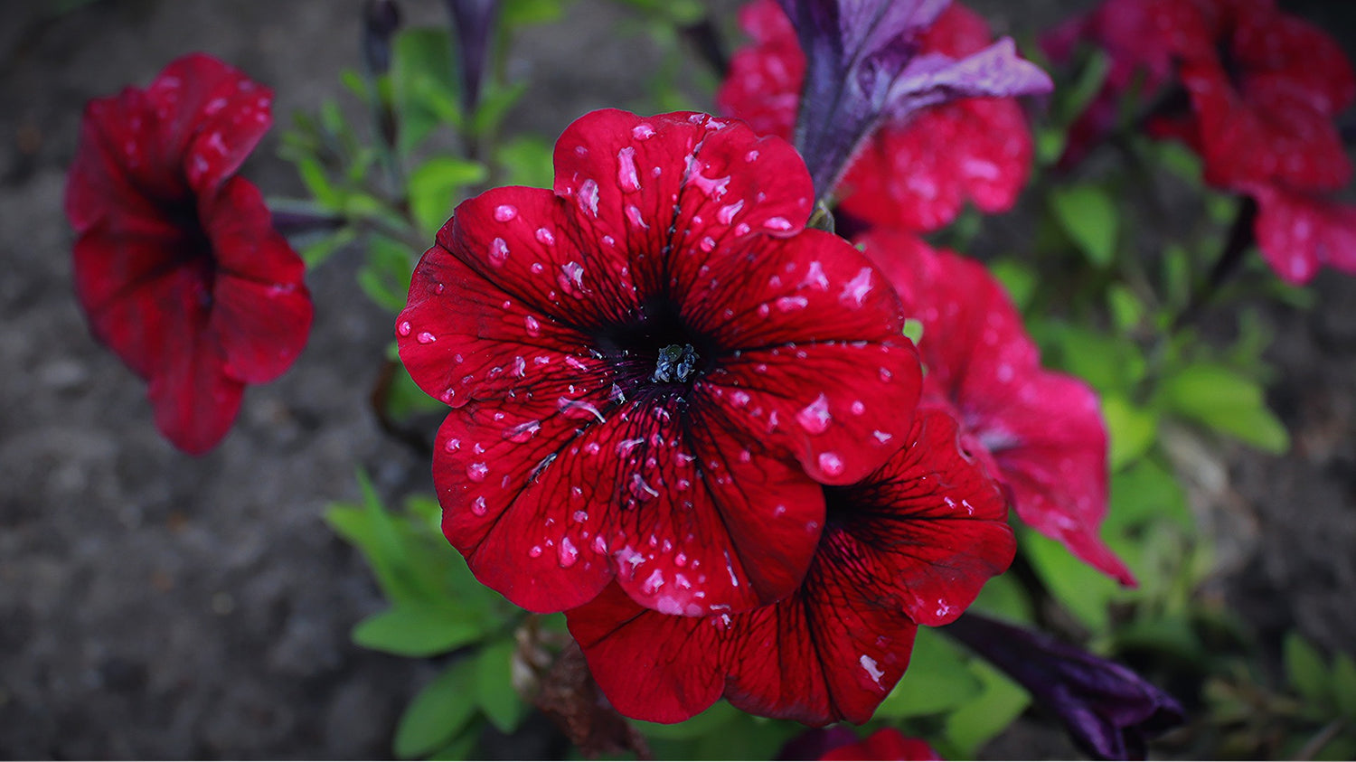 Petunien (Petunia)