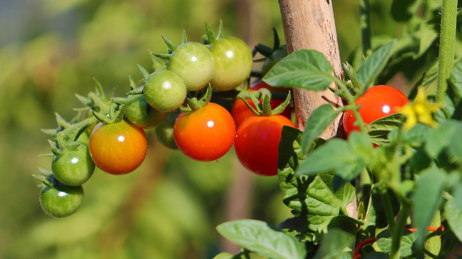 Tomaten, veredelt