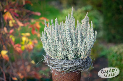 Knospenheide (Calluna vulgaris) Sunset Girls Fluffy