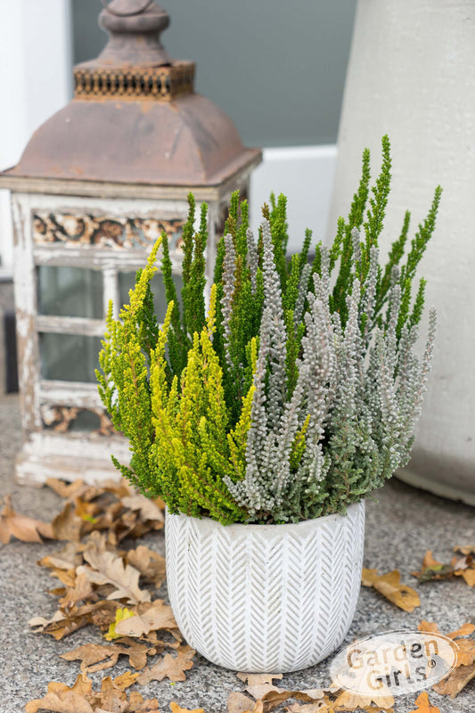 Knospenheide (Calluna vulgaris) Sunset Fire® Nordic Fire