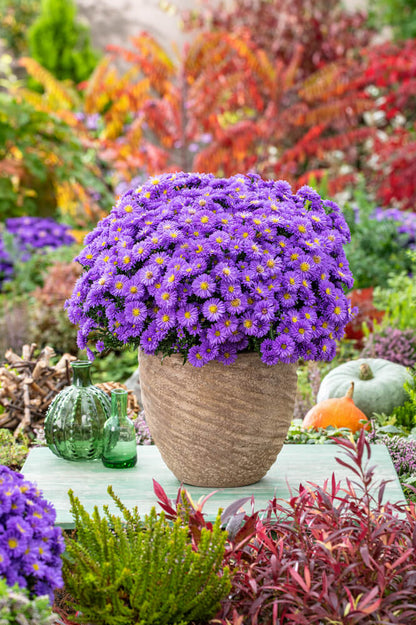 Herbst-Aster (Aster dumosus) 'Alpha®' in verschiedenen Farben - winterhart