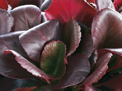 Bergenie (Bergenia cordifolia) in verschiedenen Farben