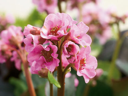 Bergenie (Bergenia cordifolia) in verschiedenen Farben