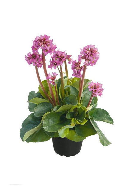 Bergenie (Bergenia cordifolia) in verschiedenen Farben