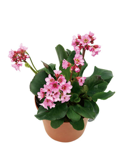 Bergenie (Bergenia cordifolia) in verschiedenen Farben