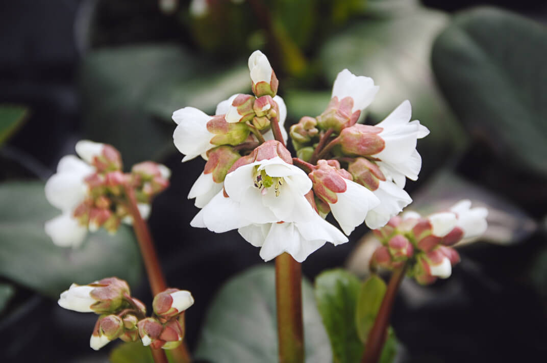 Bergenie (Bergenia cordifolia) in verschiedenen Farben