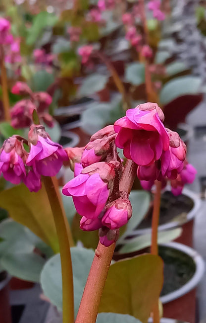 Bergenie (Bergenia cordifolia) in verschiedenen Farben