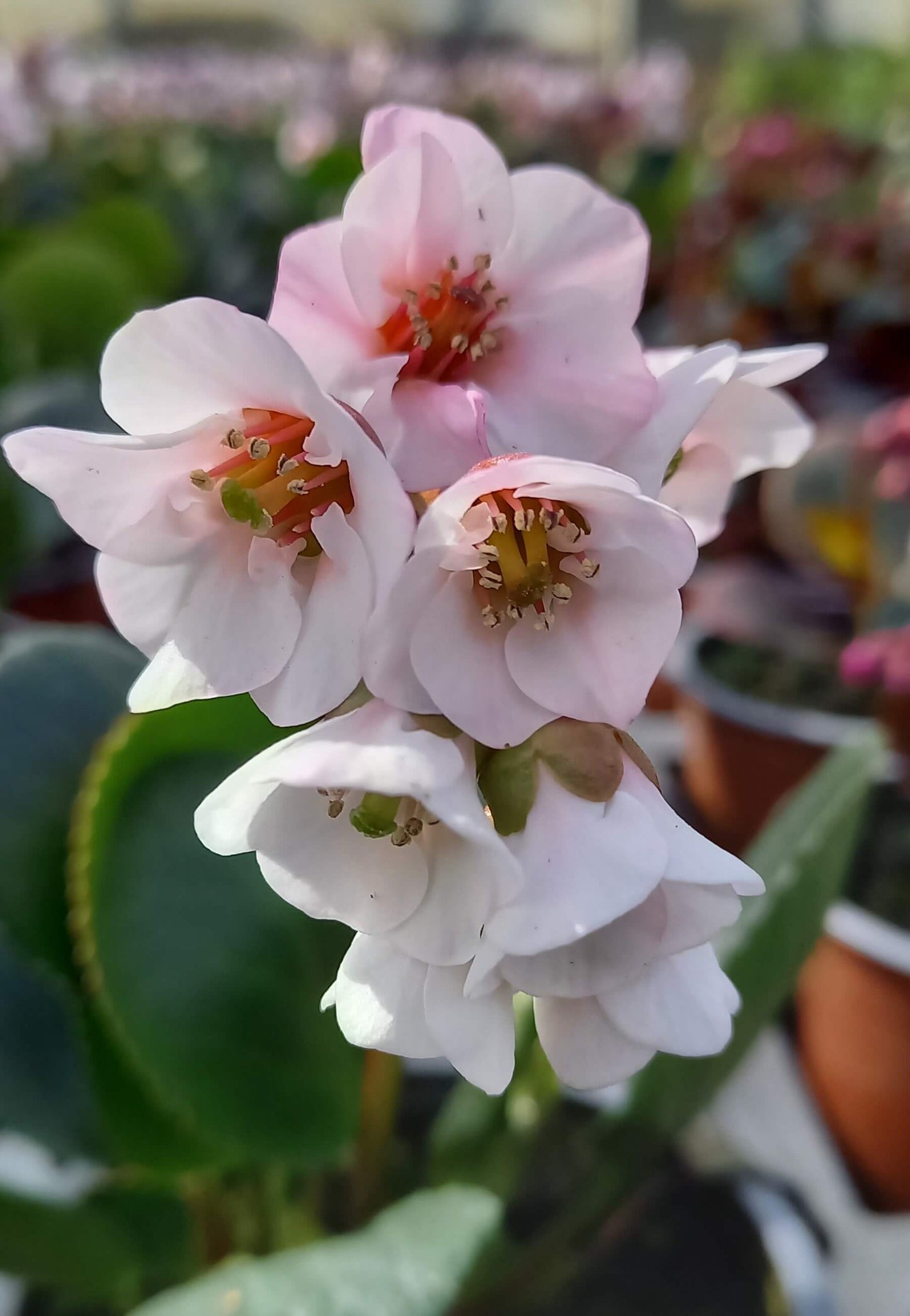 Bergenie (Bergenia cordifolia) in verschiedenen Farben