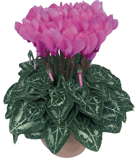 Alpenveilchen (Cyclamen persicum) 'Metis® Rose de Perse' T11