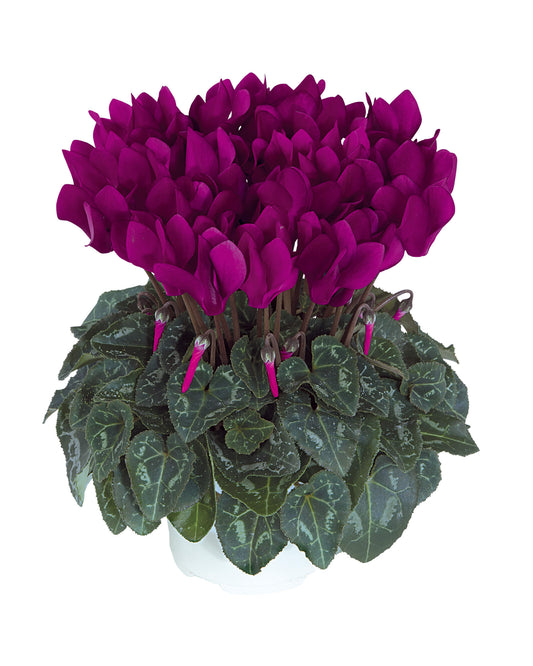Alpenveilchen (Cyclamen persicum) 'Metis® Fantasia Violet Fonce' T11