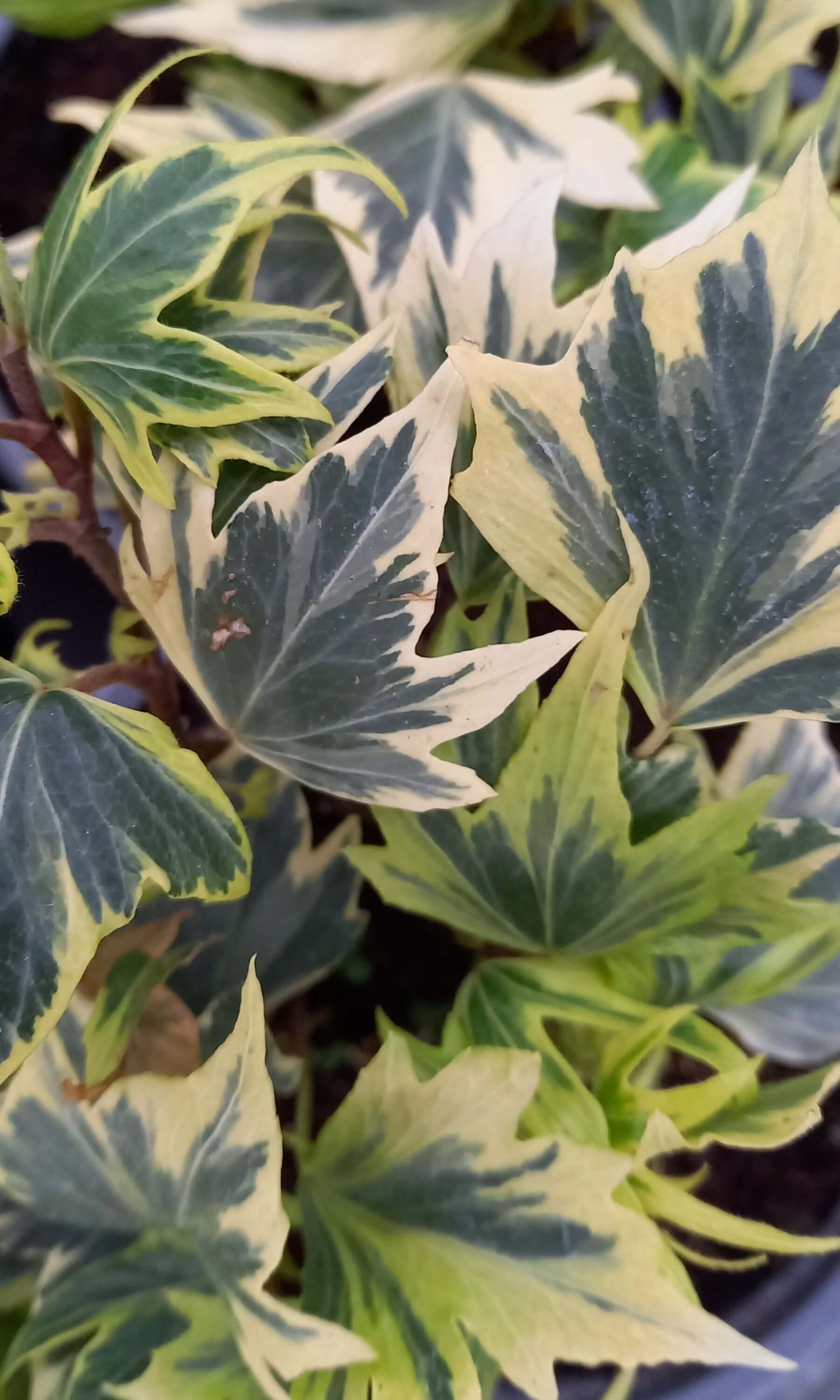 Efeu (Hedera helix) 'White Ripple' T12 - winterhart