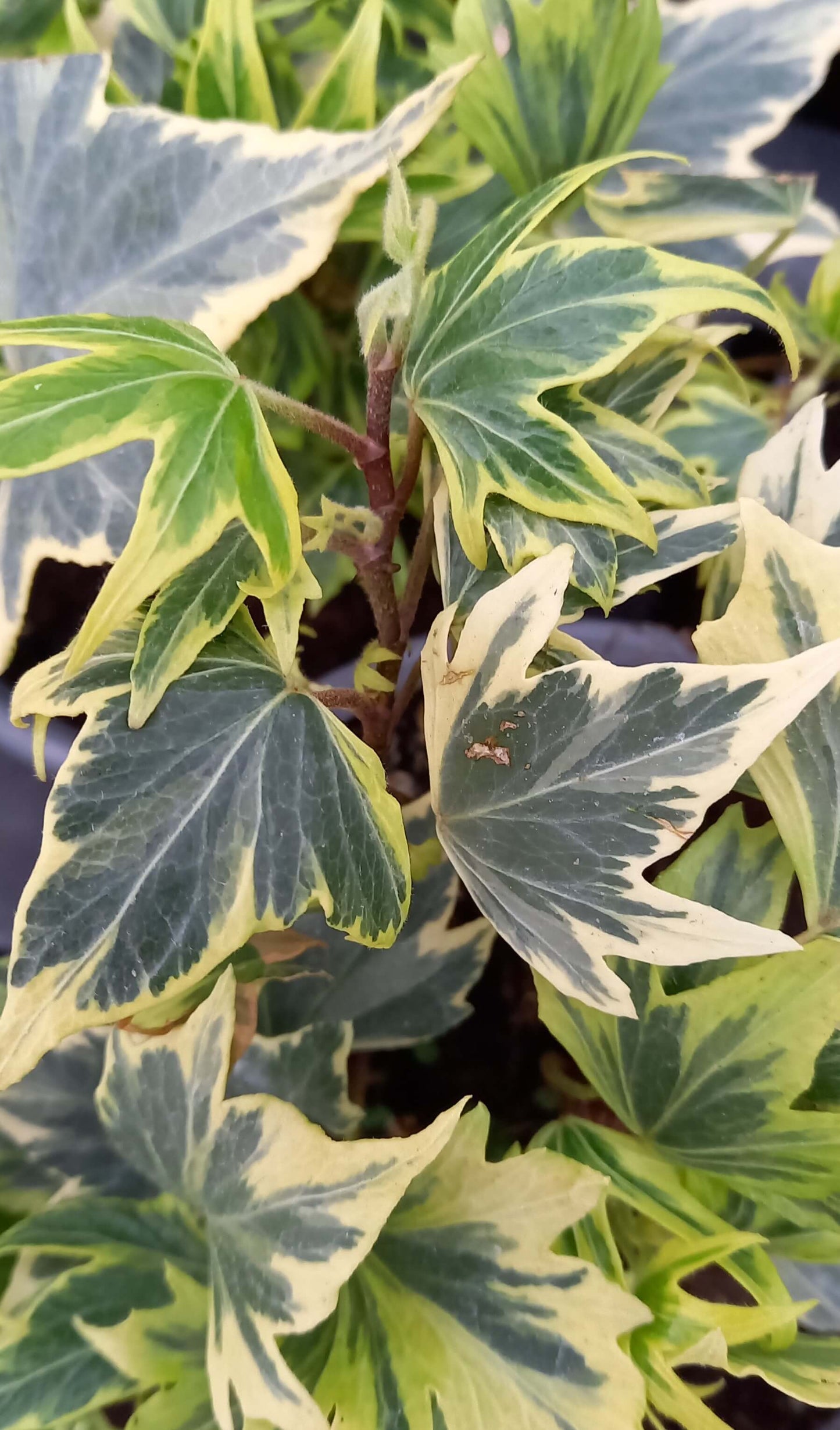 Efeu (Hedera helix) 'White Ripple' T12 - winterhart