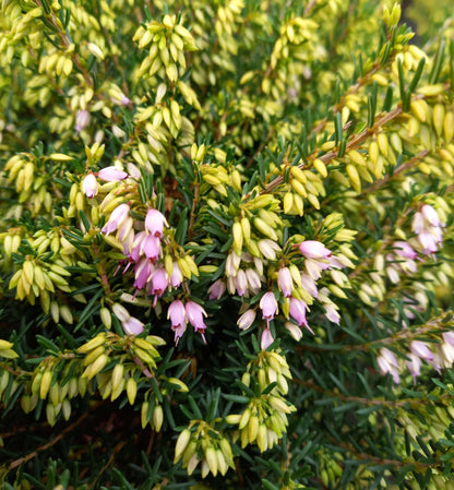 Winterheide (Erica x darleyensis) rosa T12 - winterhart