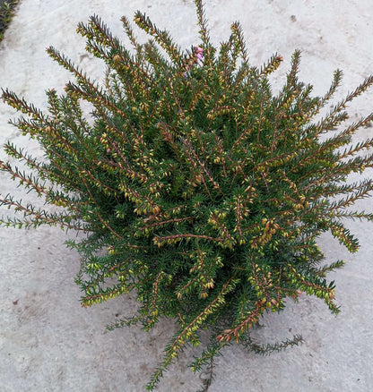 Winterheide (Erica x darleyensis) rot T12 - winterhart