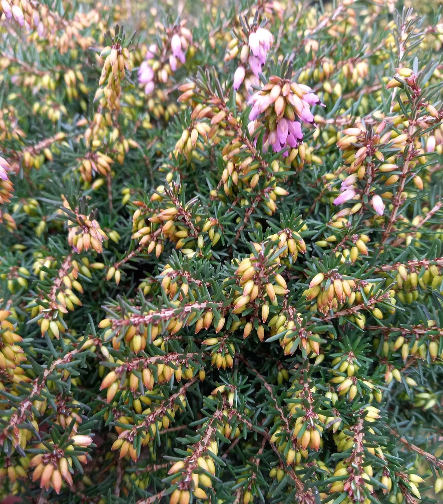 Winterheide (Erica x darleyensis) rot T12 - winterhart