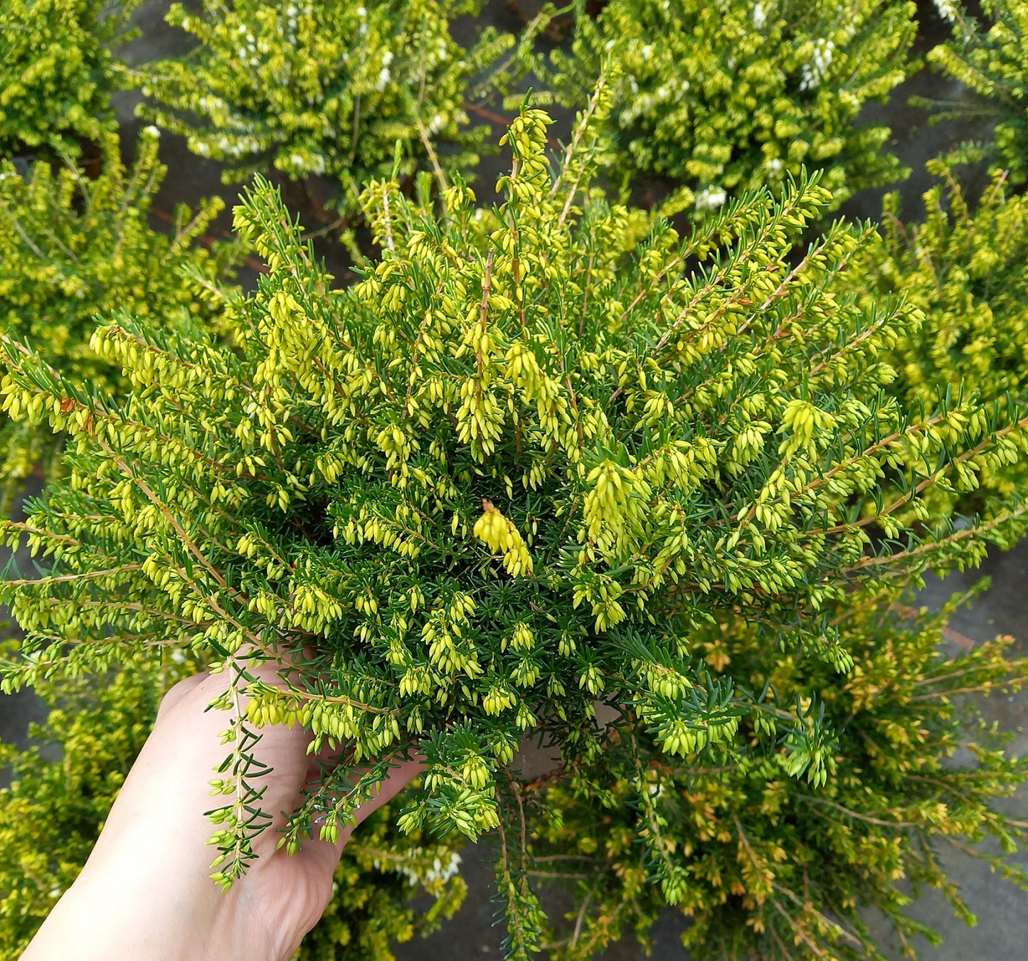 Winterheide (Erica x darleyensis) weiß T12 - winterhart