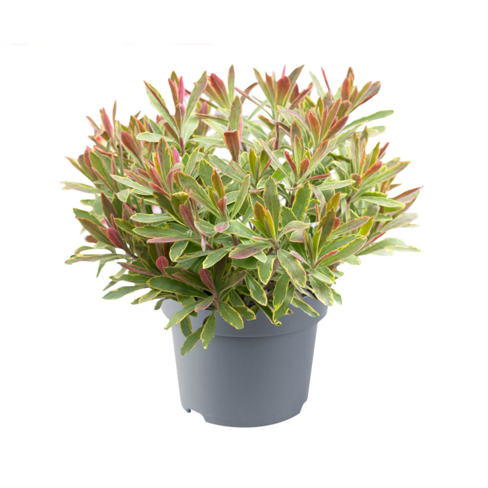 Mandelblättrige Wolfsmilch (Euphorbia amygdaloides) 'Ascot Rainbow' T12 - winterhart