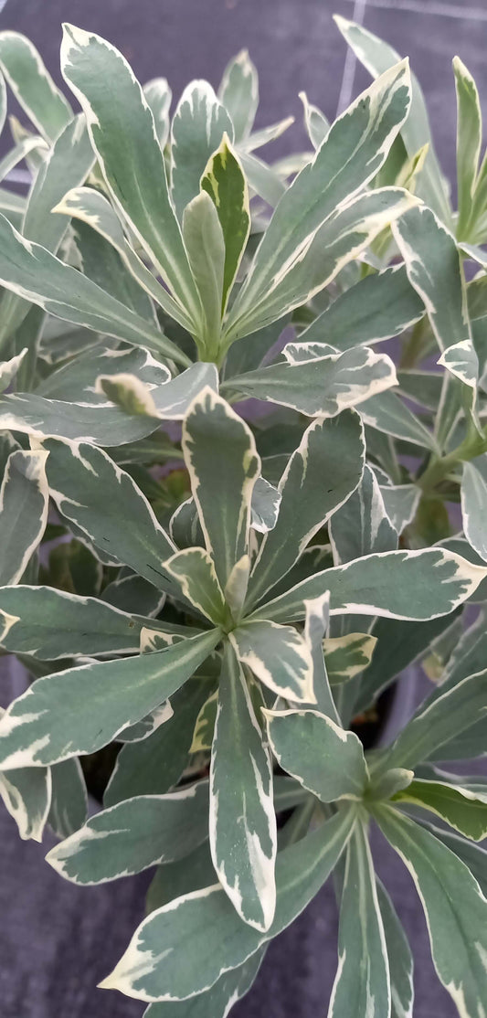 Mandelblättrige Wolfsmilch (Euphorbia amygdaloides) 'Silver Swan' T12 - winterhart