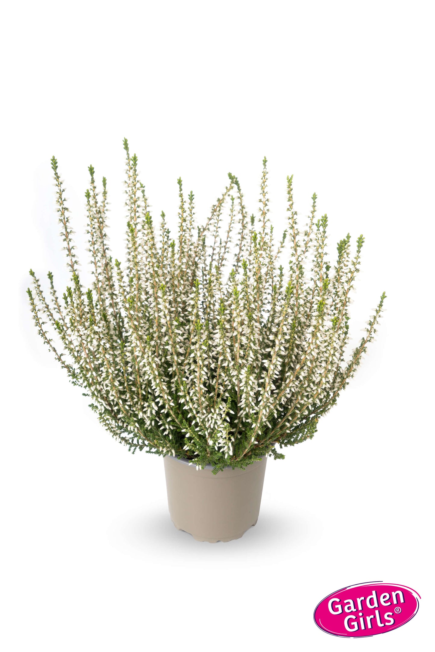 Knospenheide (Calluna vulgaris) Gardengirls® weiß