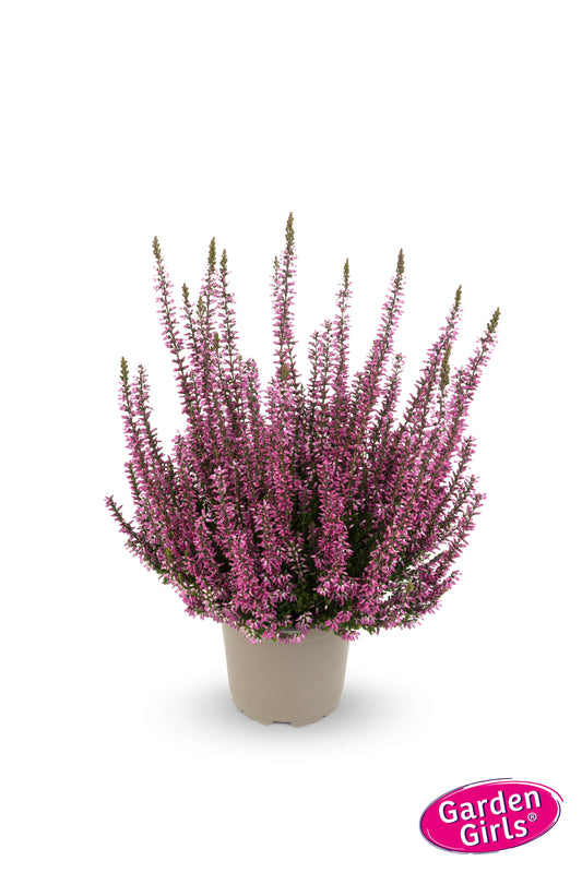 Knospenheide (Calluna vulgaris) Gardengirls® Dunja