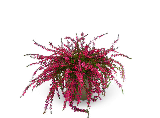 Knospenheide (Calluna vulgaris) Rasta Girls® Ellie T11 - rot