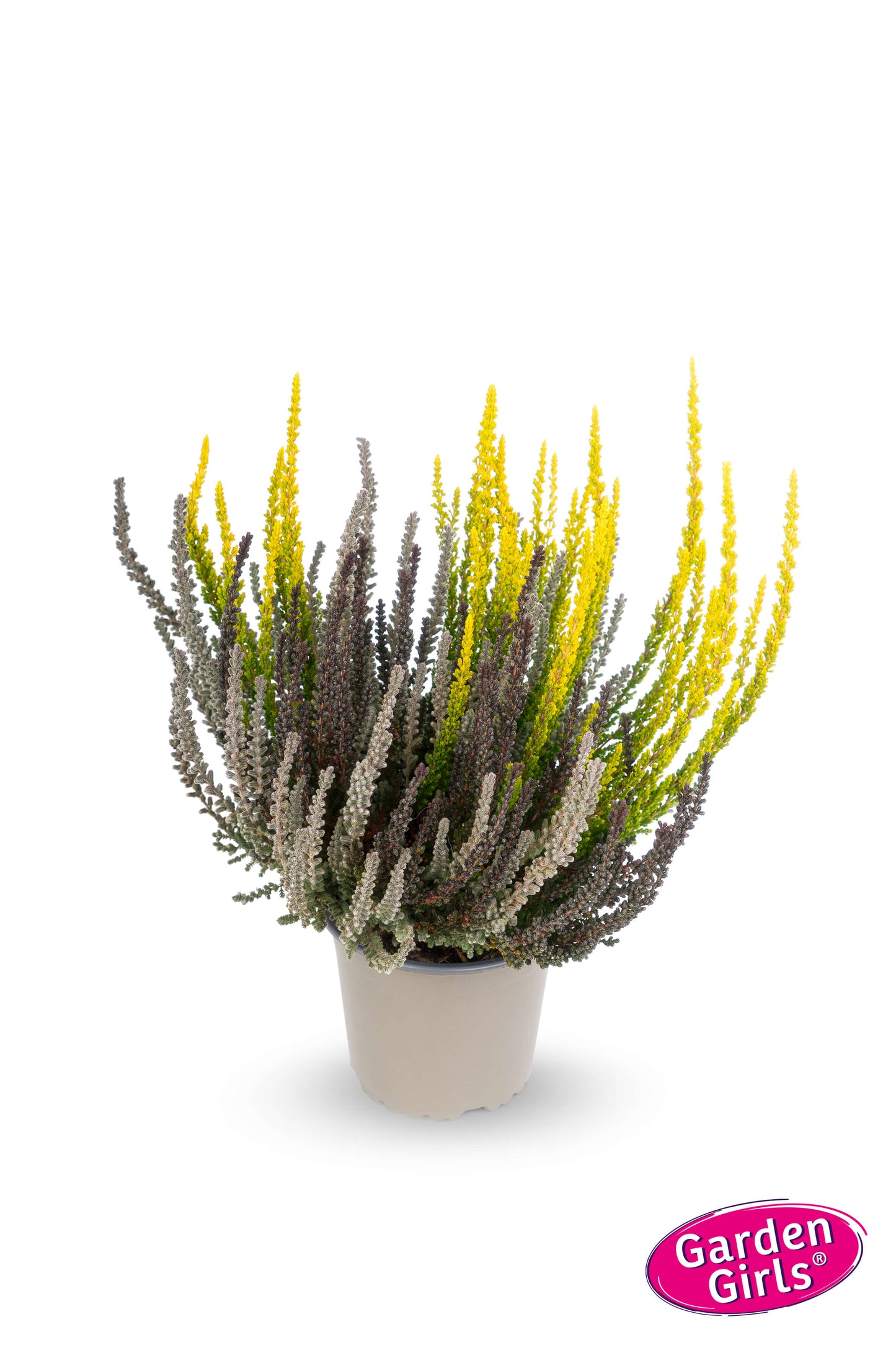 Knospenheide (Calluna vulgaris) Sunset Fire® Mystic Fire Gelb T13