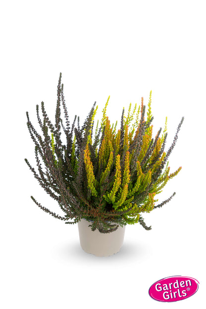 Knospenheide (Calluna vulgaris) Sunset Fire® Night Fire