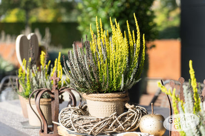 Knospenheide (Calluna vulgaris) Sunset Fire® Nordic Fire