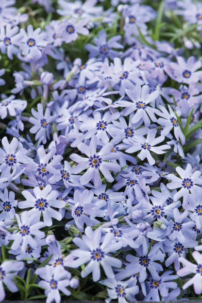 Polster-Flammenblume (Phlox subulata) 'Fabulous' in verschiedenen Farben - winterhart