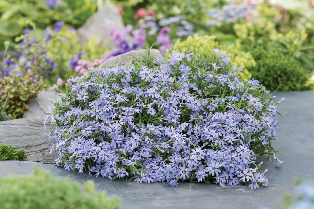 Polster-Flammenblume (Phlox subulata) 'Fabulous' in verschiedenen Farben - winterhart