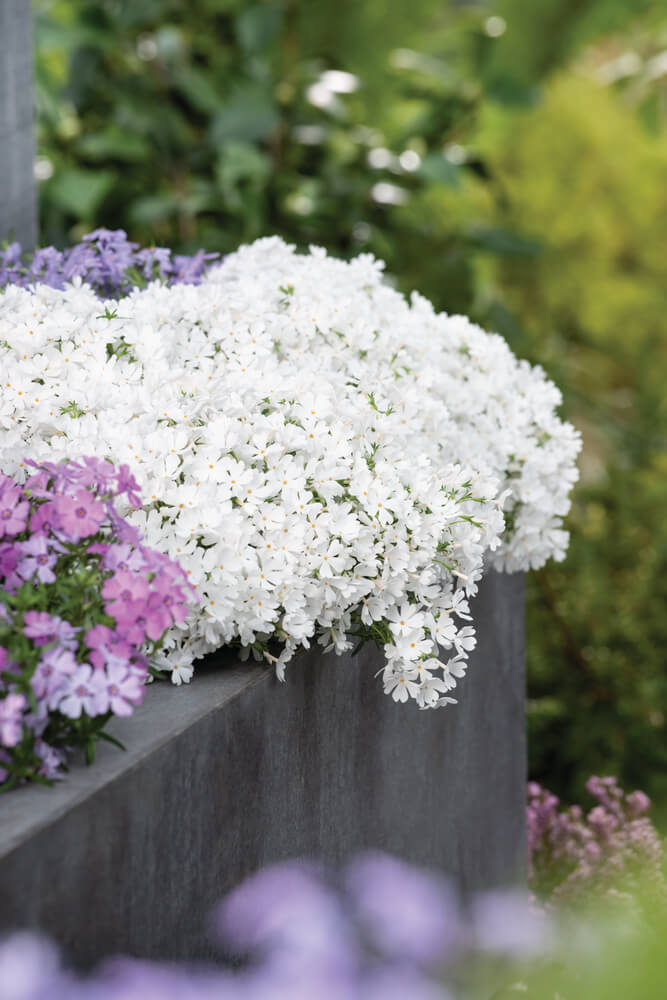 Polster-Flammenblume (Phlox subulata) 'Fabulous' in verschiedenen Farben - winterhart