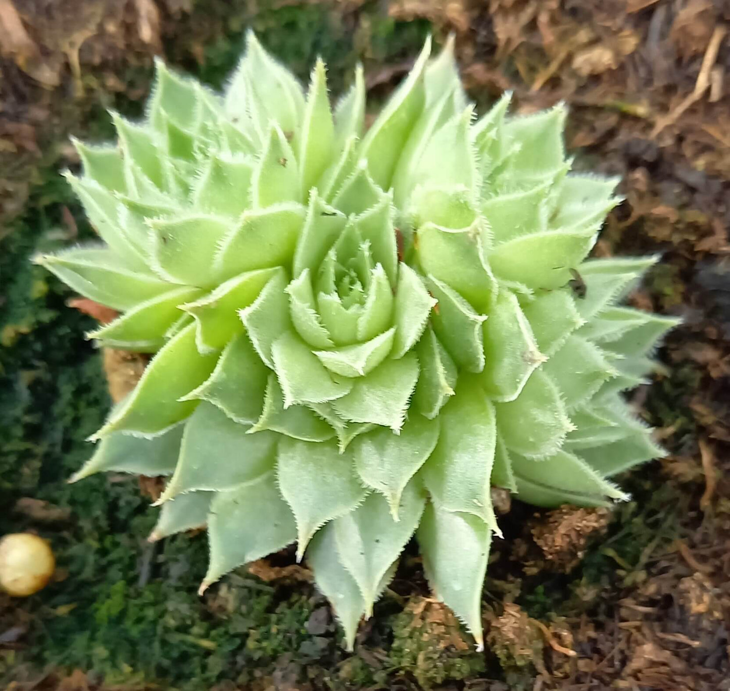 Kalk-Hauswurz (Sempervivum calcareum) T12