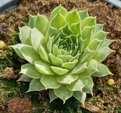 Kalk-Hauswurz (Sempervivum calcareum) T12