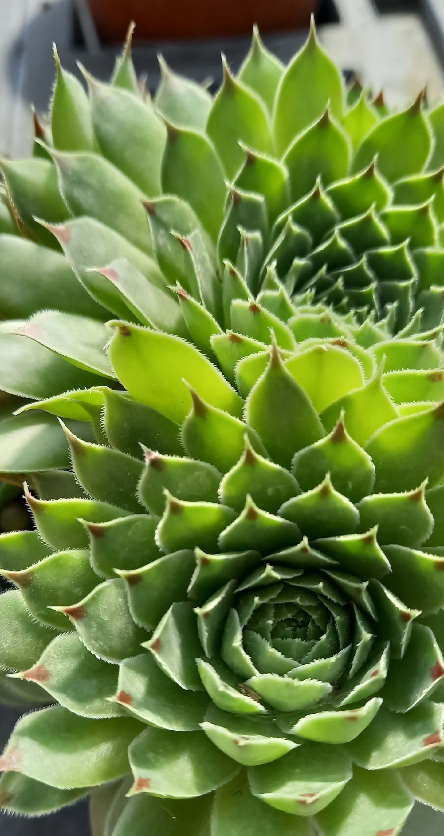 Kalk-Hauswurz (Sempervivum calcareum) T12