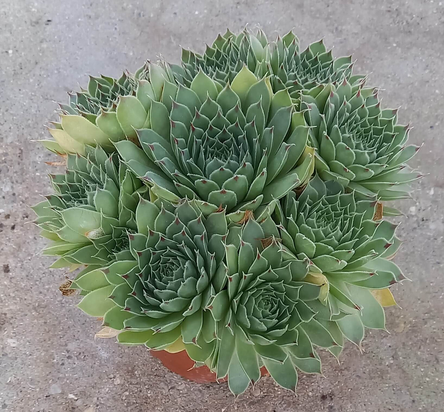 Kalk-Hauswurz (Sempervivum calcareum) T12