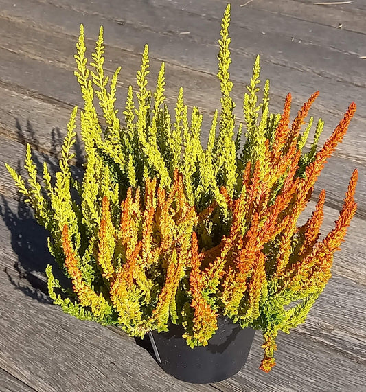 Knospenheide (Calluna vulgaris) Twingirls® Zeta - Zoe T13