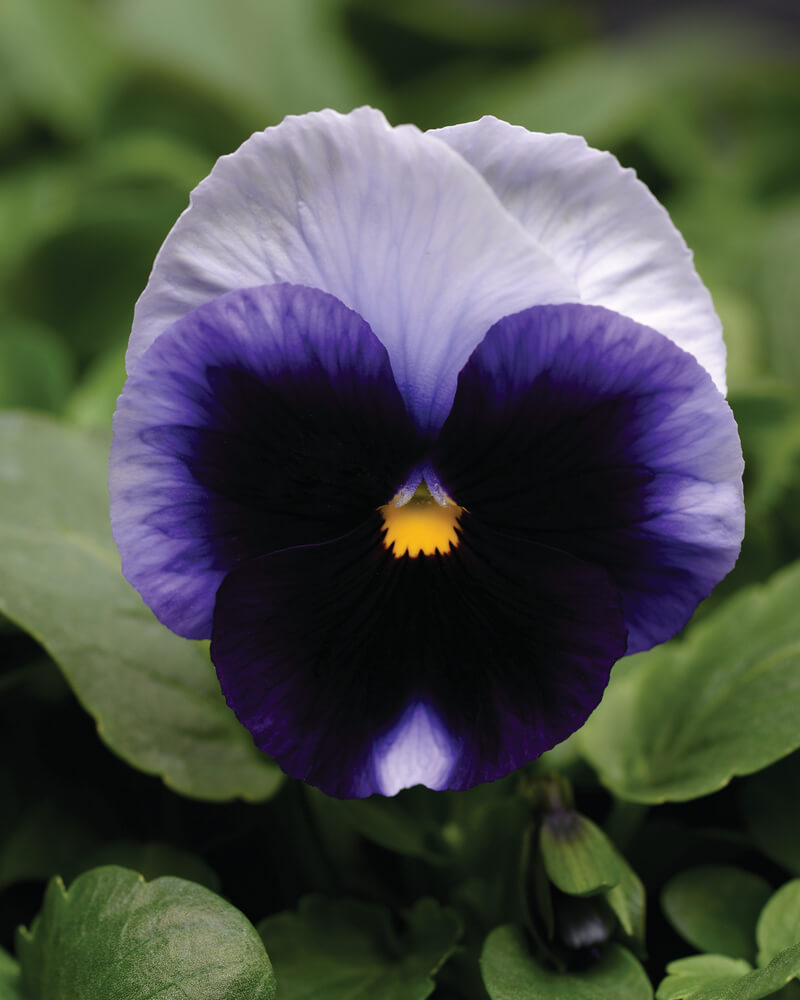 Stiefmütterchen (Viola wittrockiana) in verschiedenen Farben | 3 Pflanzen im Set