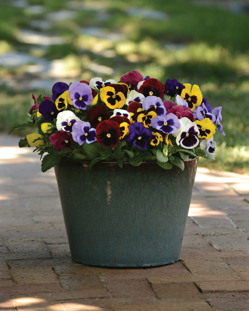 Stiefmütterchen (Viola wittrockiana) in verschiedenen Farben | 3 Pflanzen im Set