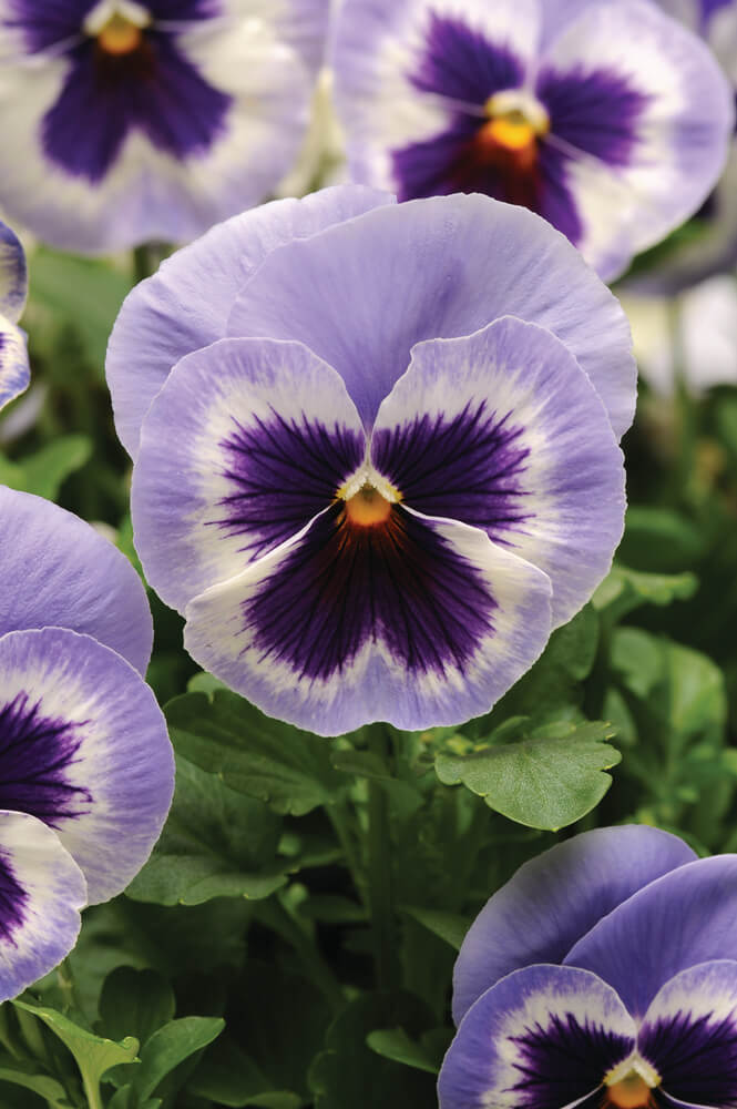 Stiefmütterchen (Viola wittrockiana) in verschiedenen Farben | 3 Pflanzen im Set