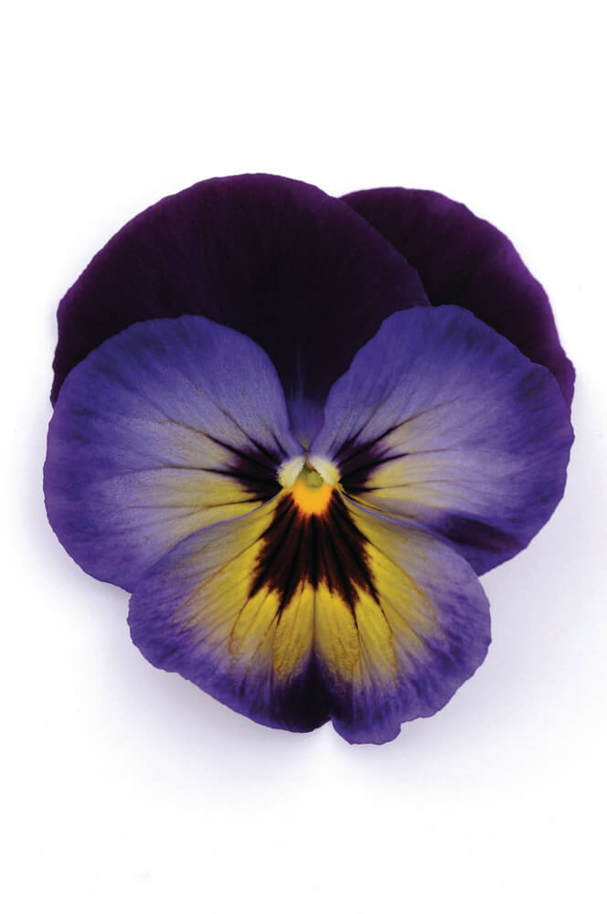 Stiefmütterchen (Viola wittrockiana) in verschiedenen Farben | 3 Pflanzen im Set