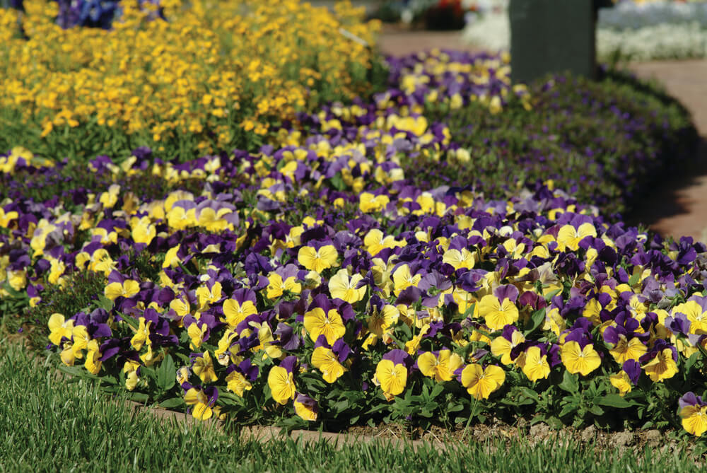 Stiefmütterchen (Viola wittrockiana) in verschiedenen Farben | 3 Pflanzen im Set