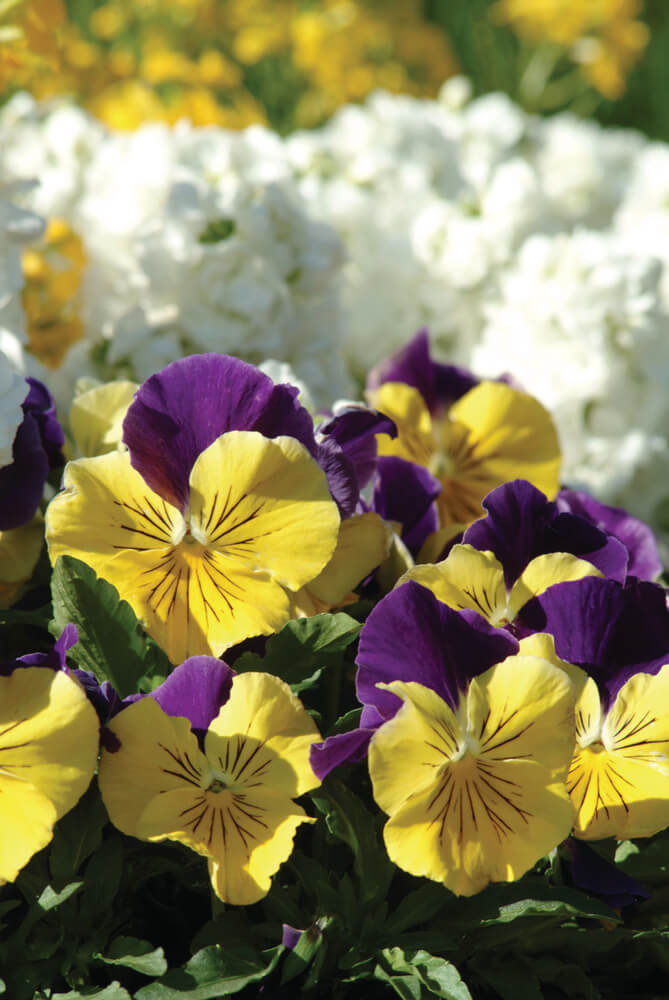 Stiefmütterchen (Viola wittrockiana) in verschiedenen Farben | 3 Pflanzen im Set