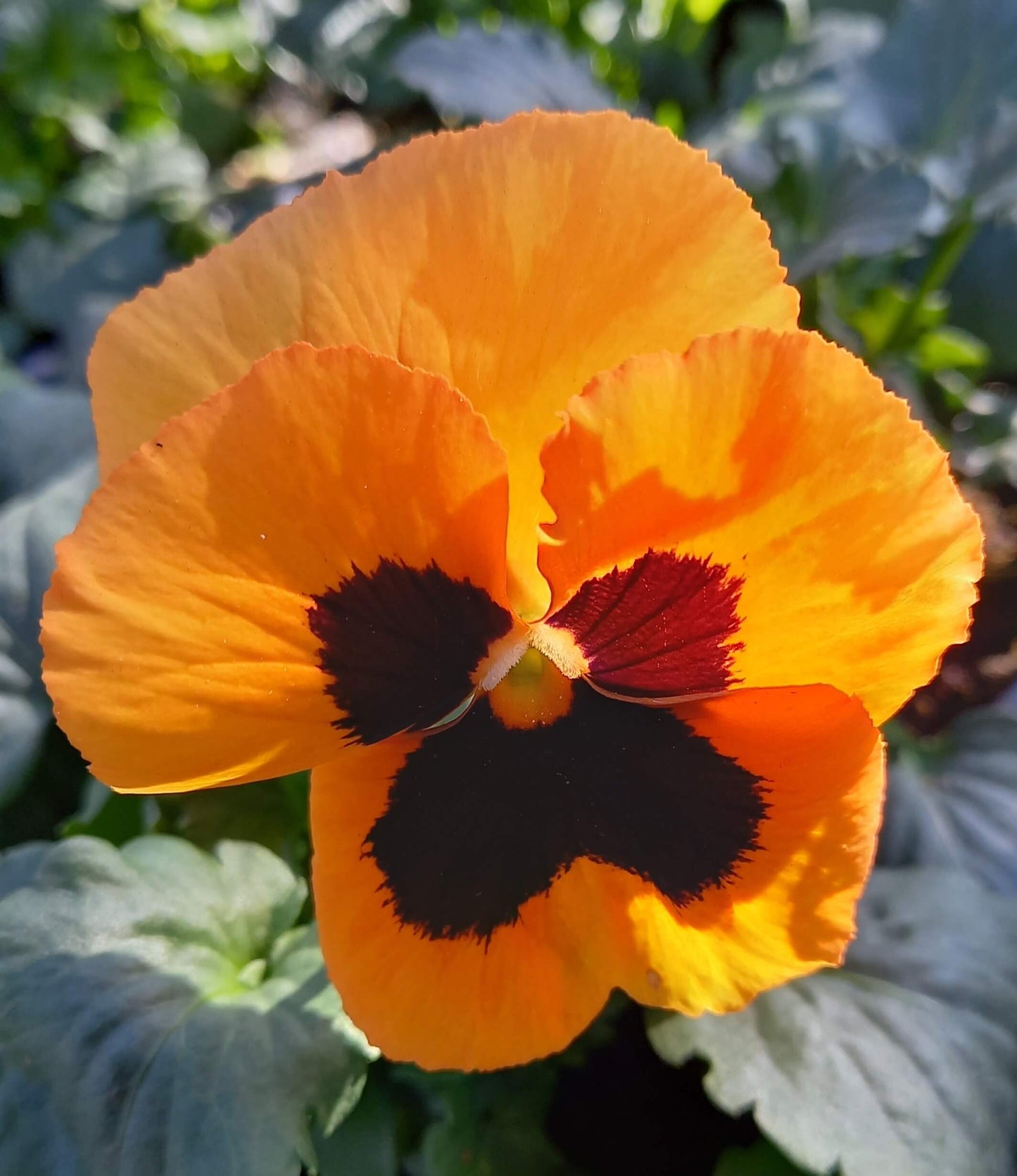 Stiefmütterchen (Viola wittrockiana) in verschiedenen Farben | 3 Pflanzen im Set