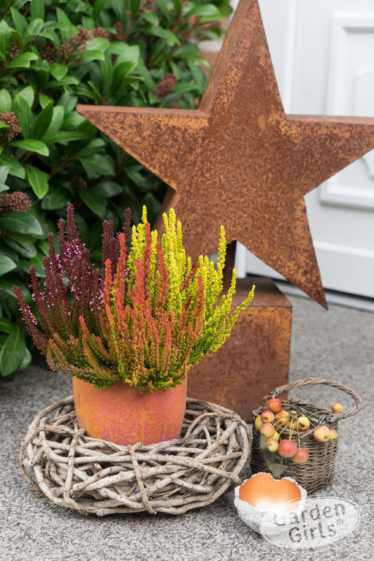 Knospenheide (Calluna vulgaris) Sunset Fire® Rusty Fire