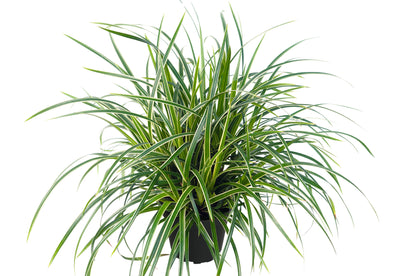 Japan-Segge (Carex morrowii) 'Ice Dance' T11/12 - winterhart