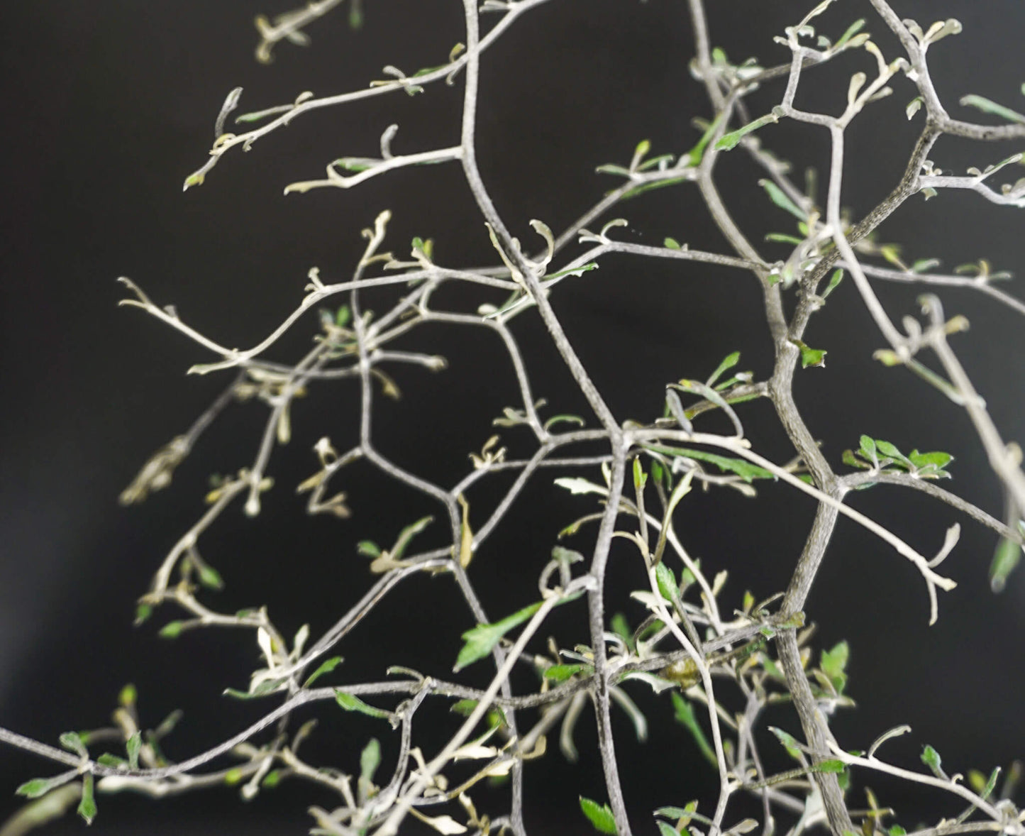 Zickzackstrauch (Corokia cotoneaster) T12