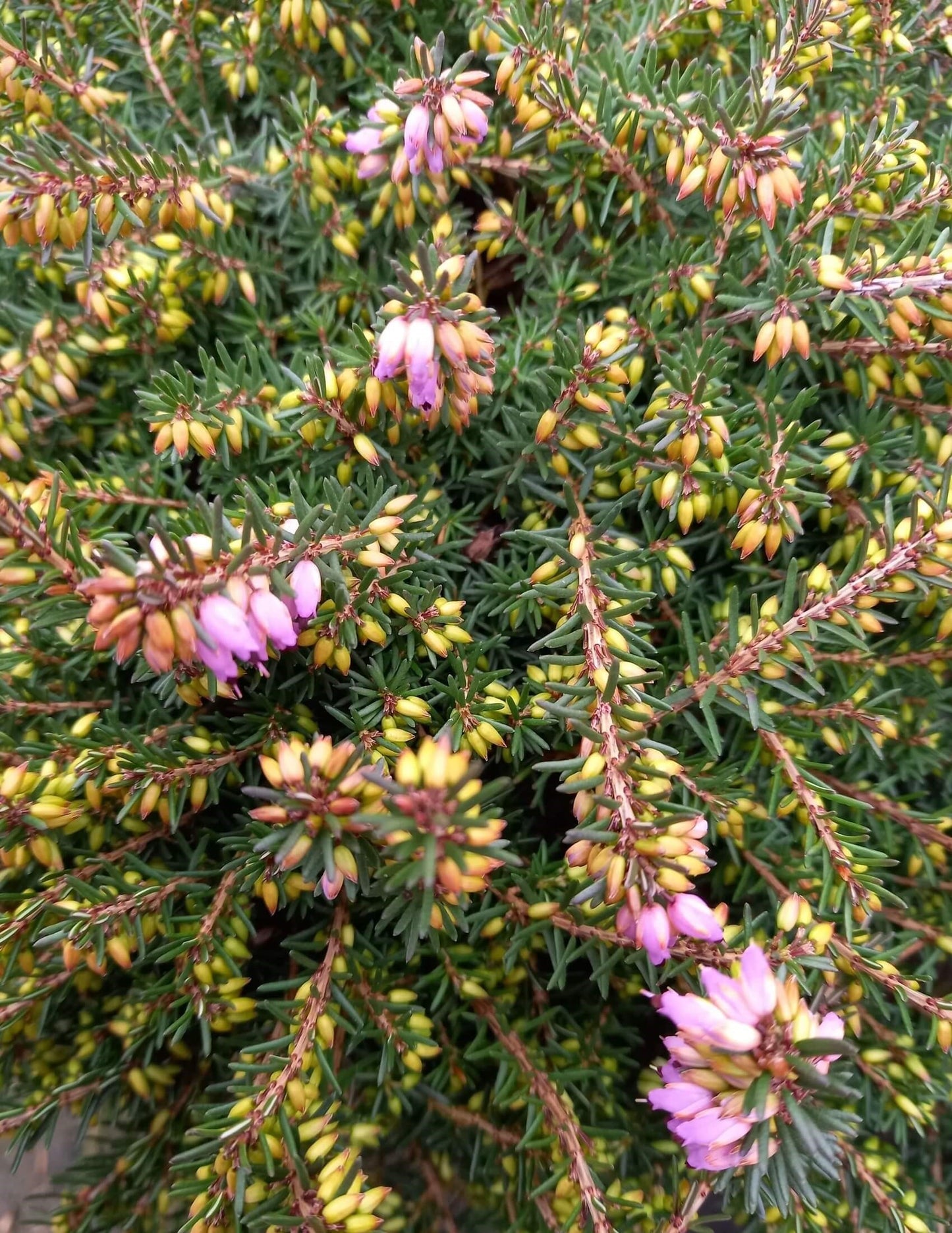 Winterheide (Erica x darleyensis) rot T12 - winterhart