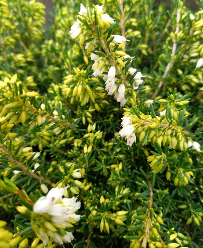 Winterheide (Erica x darleyensis) weiß T12 - winterhart