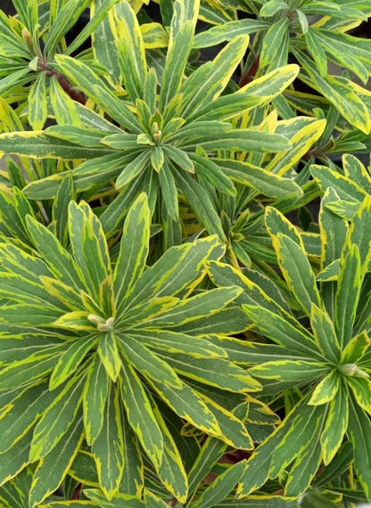 Mandelblättrige Wolfsmilch (Euphorbia amygdaloides) 'Ascot Rainbow' T12 - winterhart