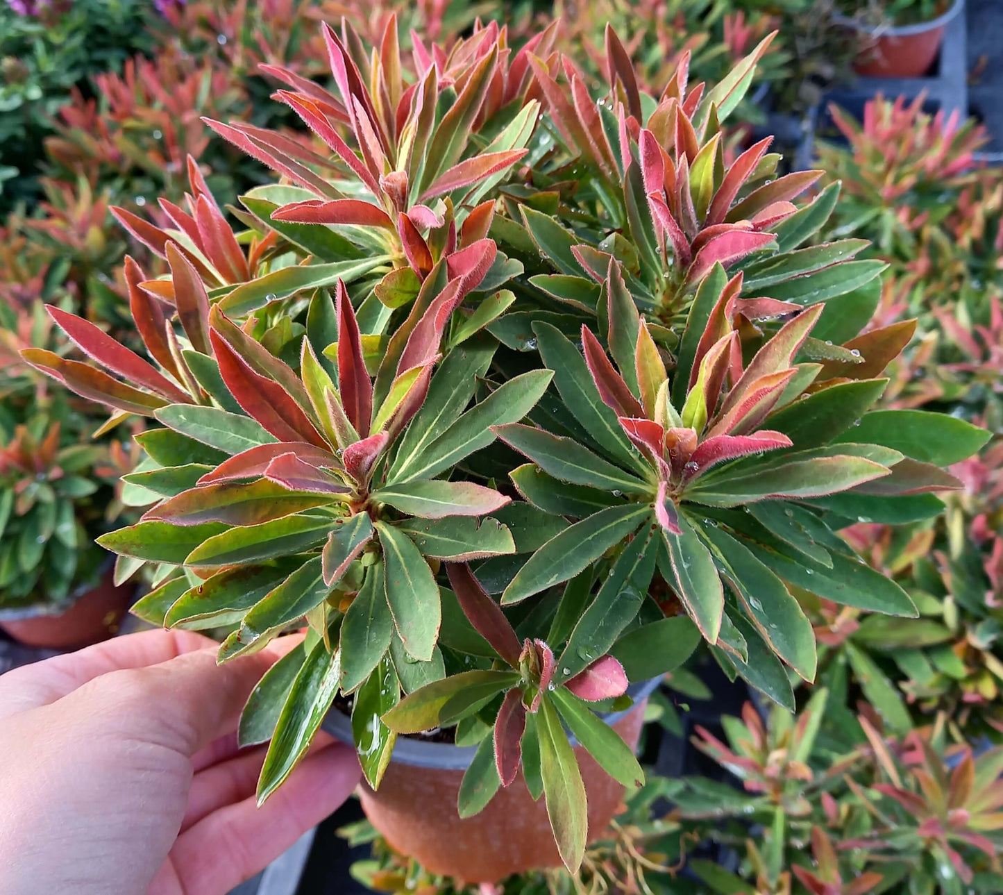 Mandelblättrige Wolfsmilch (Euphorbia amygdaloides) 'Medea' T12 - winterhart